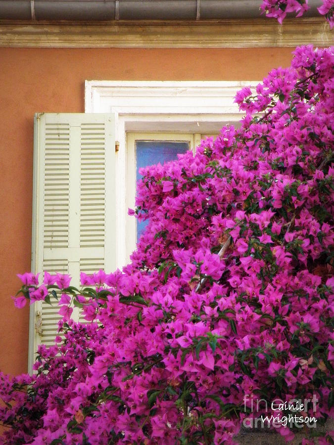 Beaucoup Bougainvillea  Photograph by Lainie Wrightson