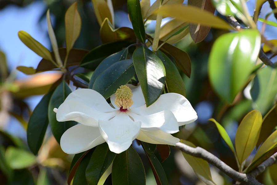 Nature Photograph - Beaufort Magnolia by Teresa Tilley