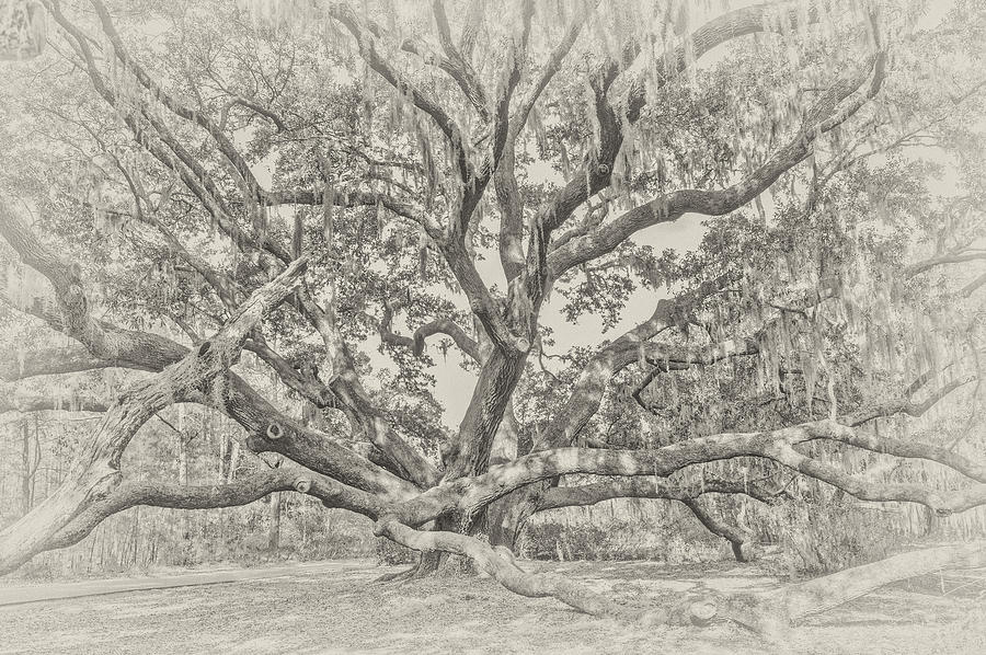 Oak Photograph - Beaufort Oak in BW by Bill LITTELL