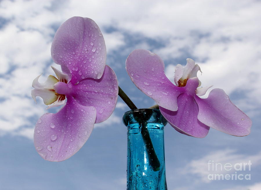 Orchid Photograph - Beauties by Krissy Katsimbras
