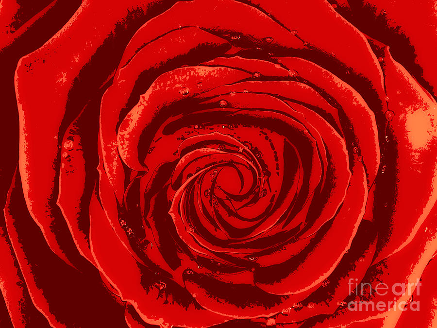 Beautiful Abstract Red Rose Illustration Photograph by Maxim Images Exquisite Prints