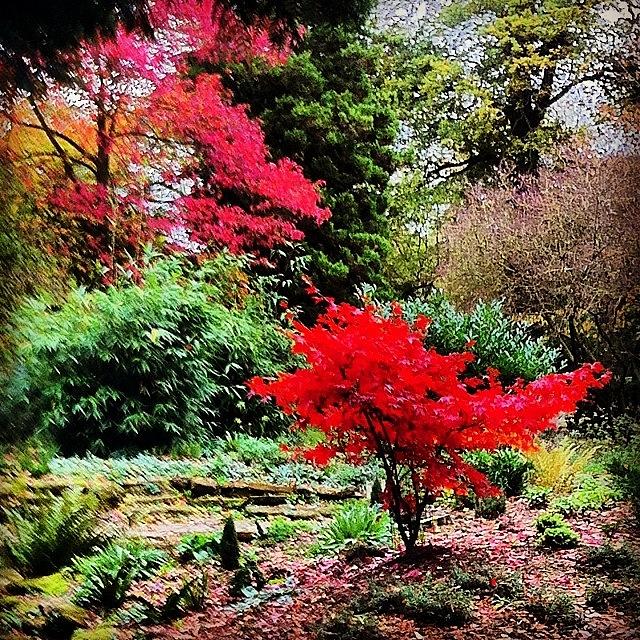 Fall Photograph - Beautiful Acer Tree With Colourful by Jacqui Heeley