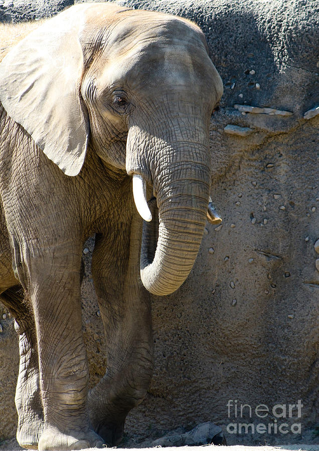 Beautiful African Elephant Photograph by Anita Oakley