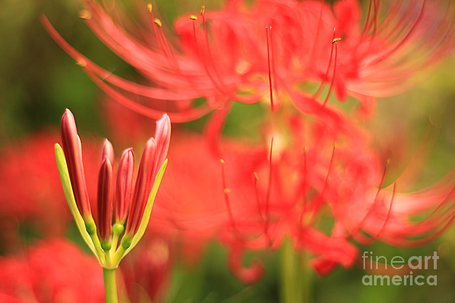 Beautiful Amaryllis Flower Red Spider Lily aka Resurrection Lily Photograph by Beverly Claire Kaiya