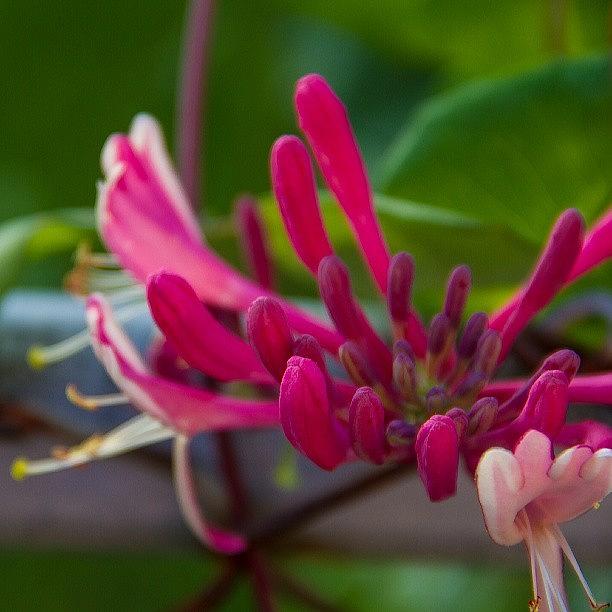 Summer Photograph - #beautiful And #colorful #honeysuckle by Chad Schwartzenberger