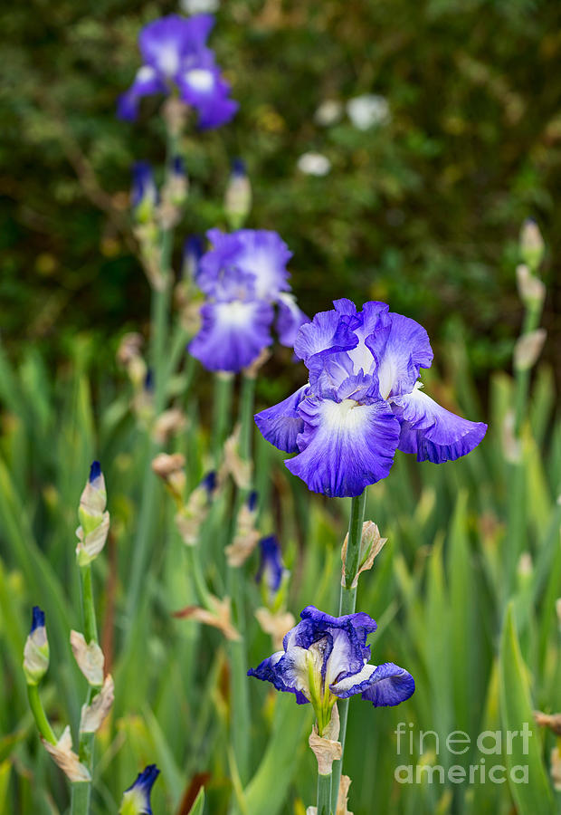 Iris Photograph - Beautiful and colorful Iris. by Jamie Pham