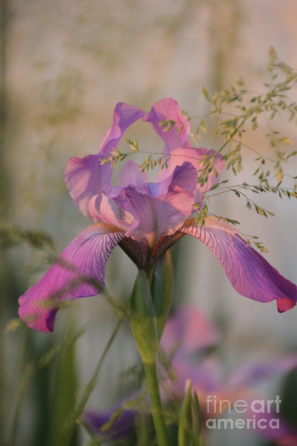 Beautiful and Mystical Iris  Photograph by Jennifer E Doll