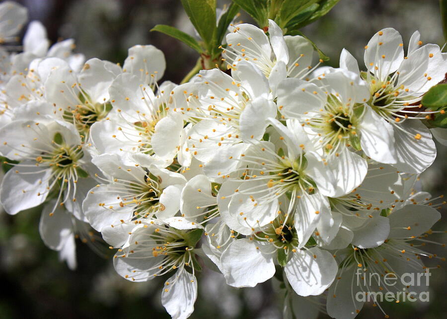 Beautiful Apple Blossoms Photograph by Carol Groenen