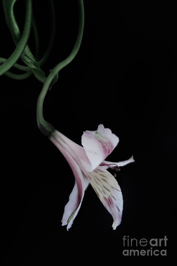 Beautiful Art Nouveau Peruvian Lily Photograph by Tara  Shalton