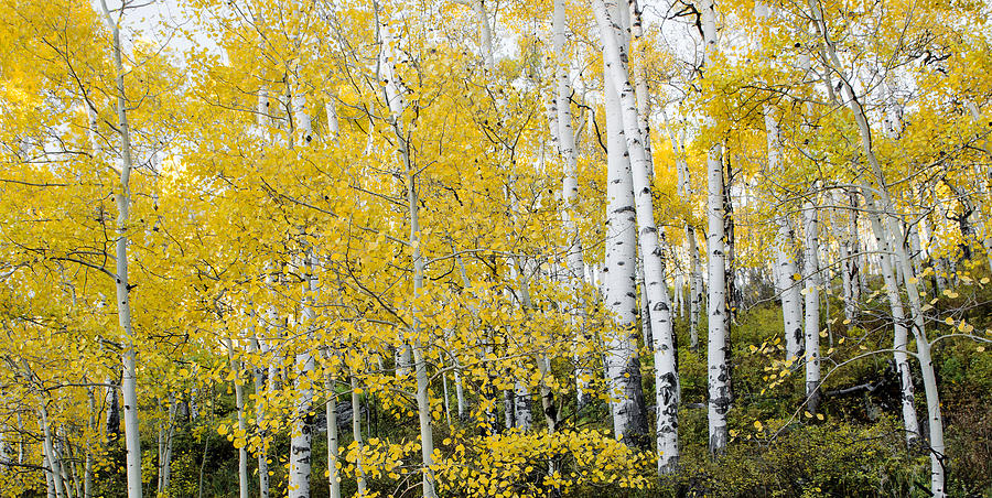 Beautiful Aspens Photograph by Tim Reaves