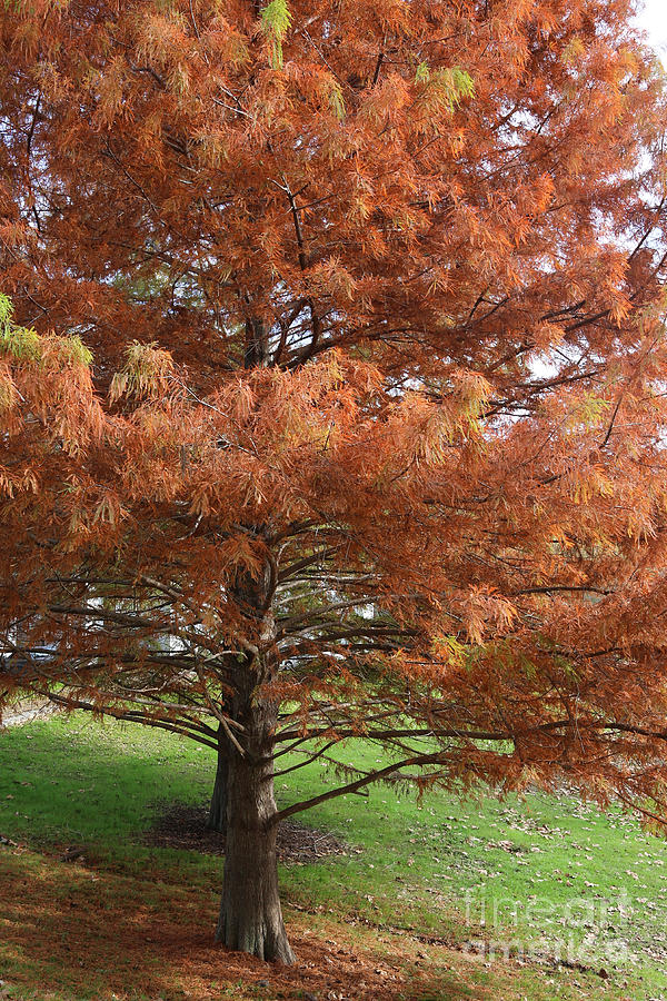 Beautiful Autumn Cypress Trees Photograph by Carol Groenen