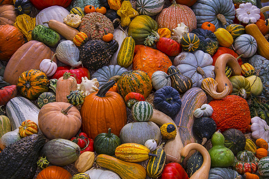 Pumpkin Photograph - Beautiful Autumn Harvest by Garry Gay
