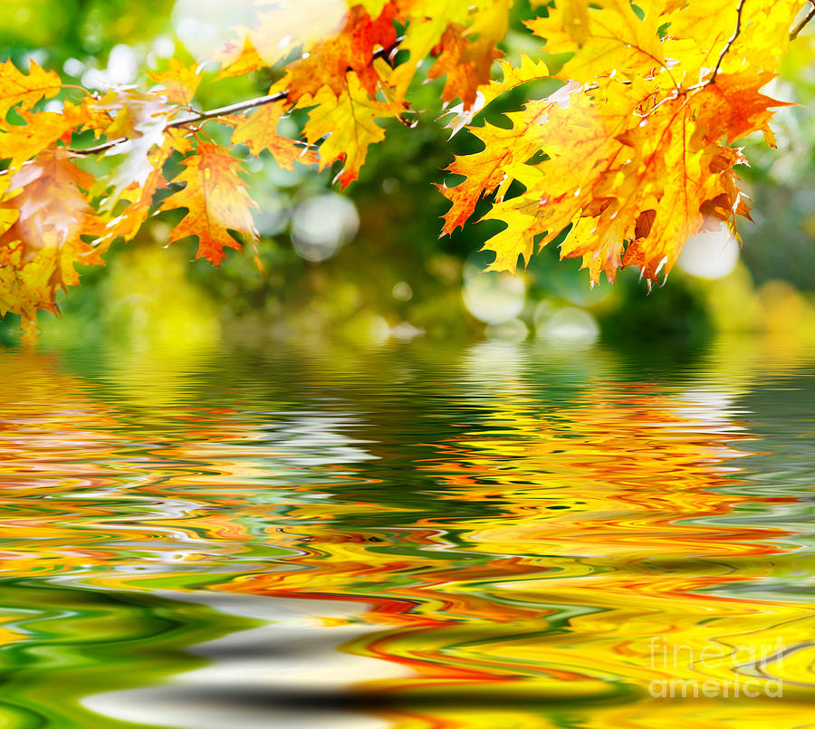 Beautiful Autumn Leaves Photograph by Boon Mee