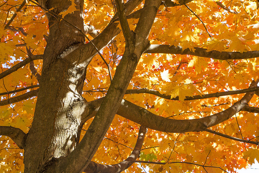 Beautiful Autumn Maple Tree Photograph by Erin Cadigan