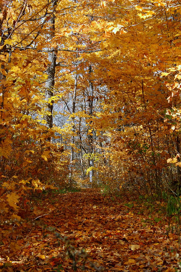 Beautiful Autumn Sanctuary Photograph by Kay Novy
