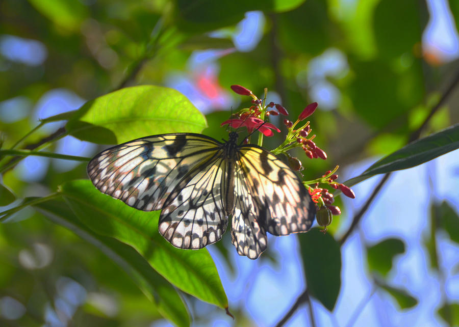 Beautiful Backlit Paper Kite Butterfly Photograph by Carla Parris