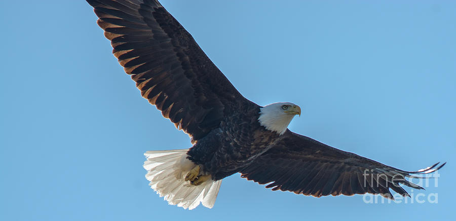 Beautiful Bald Eagle Photograph by Cheryl Baxter