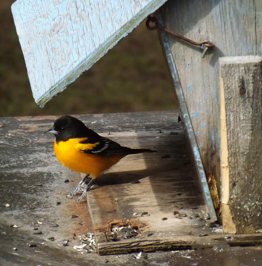 Beautiful Baltimore Oriole Photograph by Brenda Brown