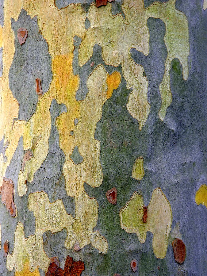 Beautiful Bark is Natures Own Graffiti Photograph by Kathy Barney