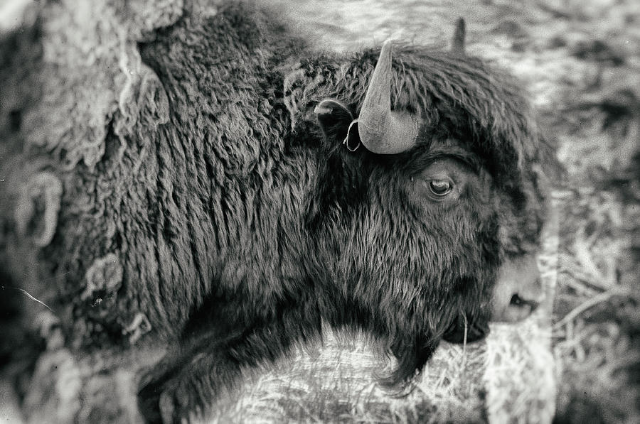 Beautiful Beast - Yellowstone National Park - Wyoming Photograph by Bruce Friedman