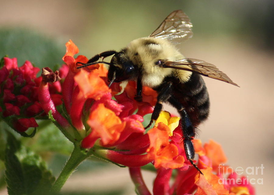 Beautiful Bee Photograph by Carol Groenen