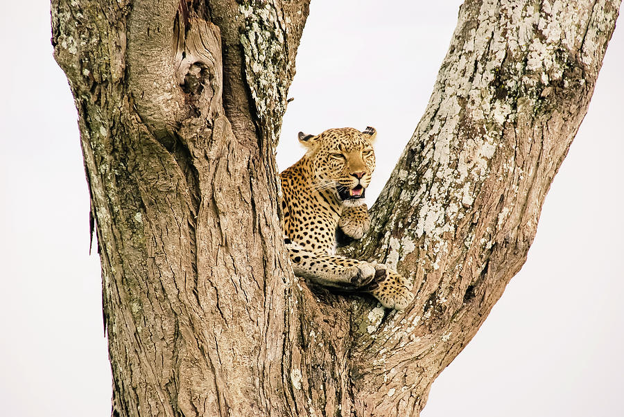 Beautiful Big Cat. Wild Leopard On A Photograph by Volanthevist