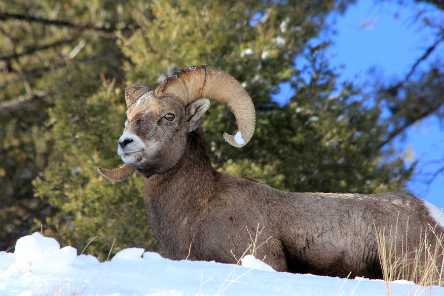 Beautiful Big Horns Photograph by Brenda Boyer - Fine Art America