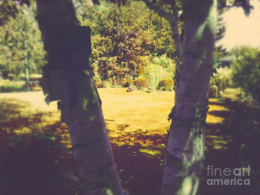 Beautiful Birches Photograph