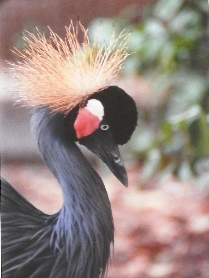 Beautiful Black Crown Crane Photograph by Belinda Lee