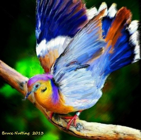 Beautiful Bird Painting by Bruce Nutting