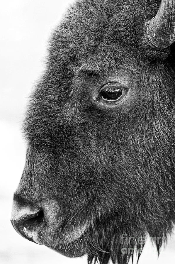 Beautiful Bison Black And White 1 Photograph by Boon Mee