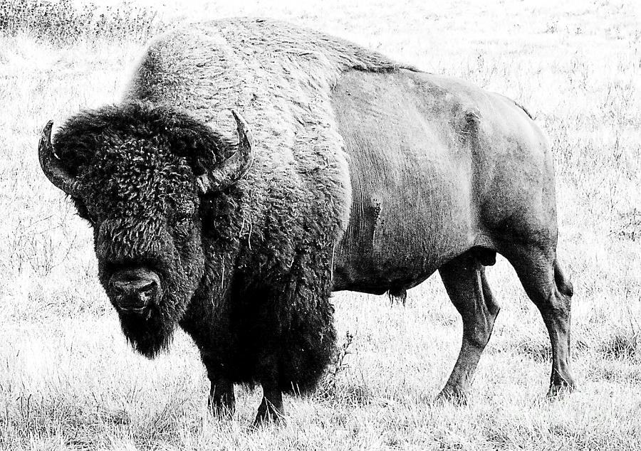Beautiful Bison Black And White 10 Photograph by Boon Mee
