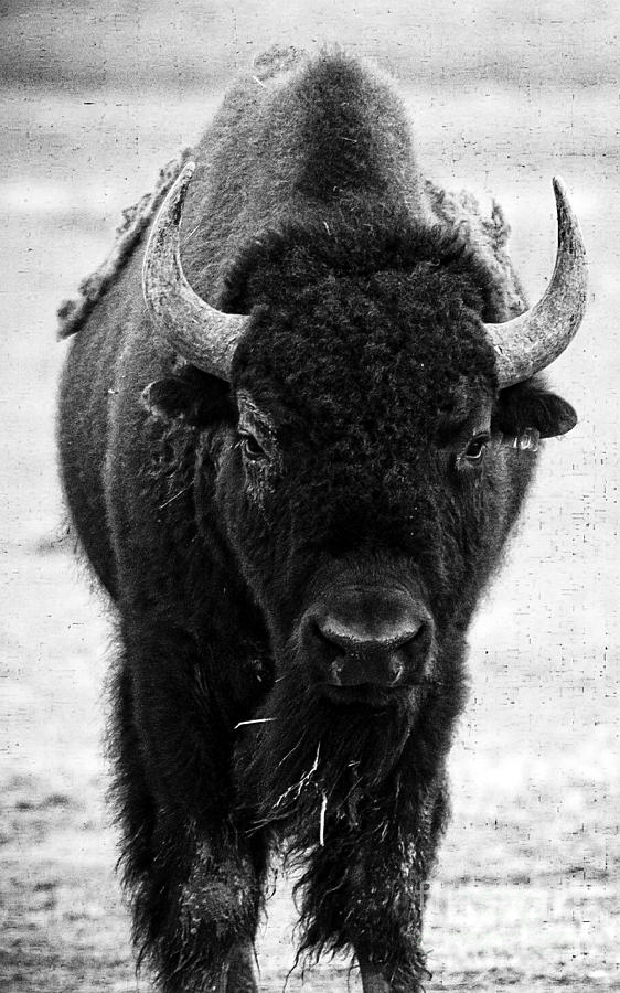 Beautiful Bison Black And White 11 Photograph by Boon Mee
