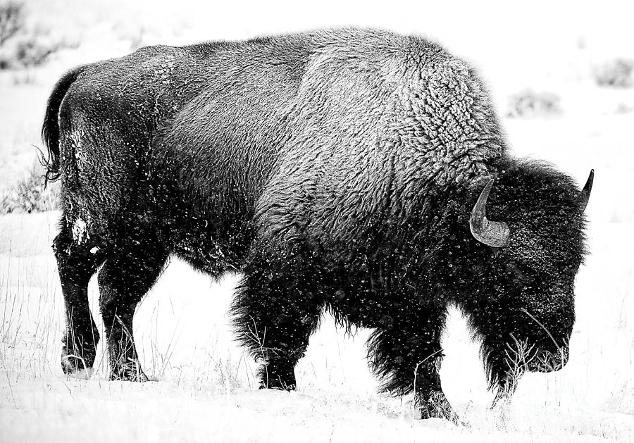 Beautiful Bison Black And White 12 Photograph by Boon Mee