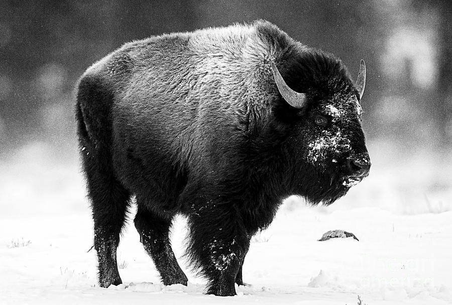 Beautiful Bison Black And White 13 Photograph by Boon Mee