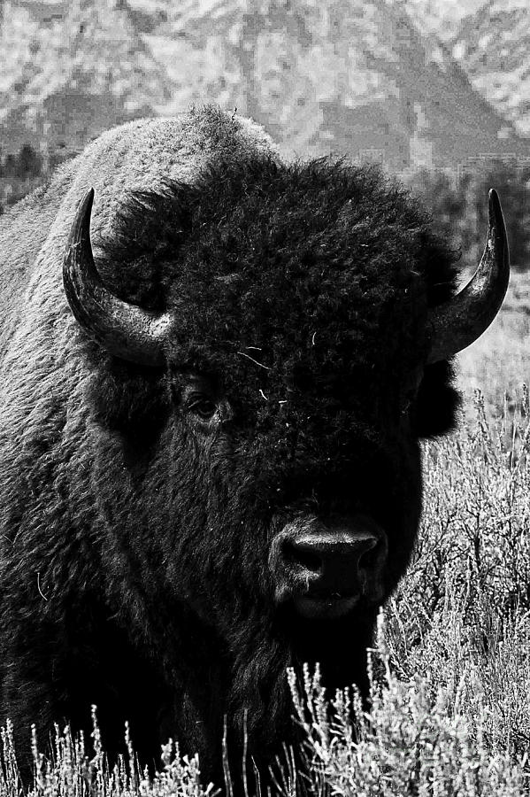 Beautiful Bison Black And White 14 Photograph by Boon Mee