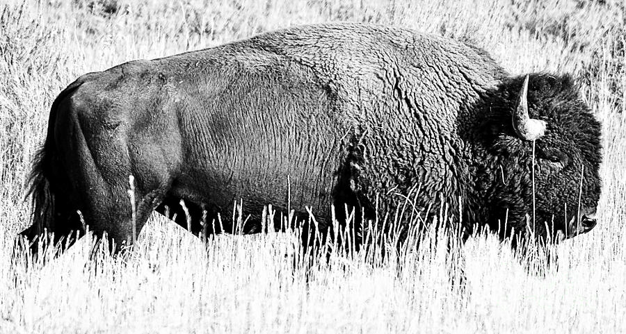 Bison Photograph - Beautiful Bison Black And White 15 by Boon Mee