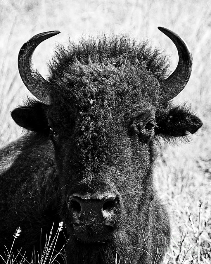 Bison Photograph - Beautiful Bison Black And White 16 by Boon Mee