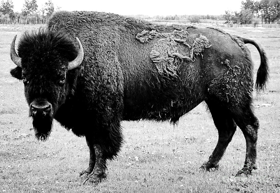 Beautiful Bison Black And White 17 Photograph by Boon Mee