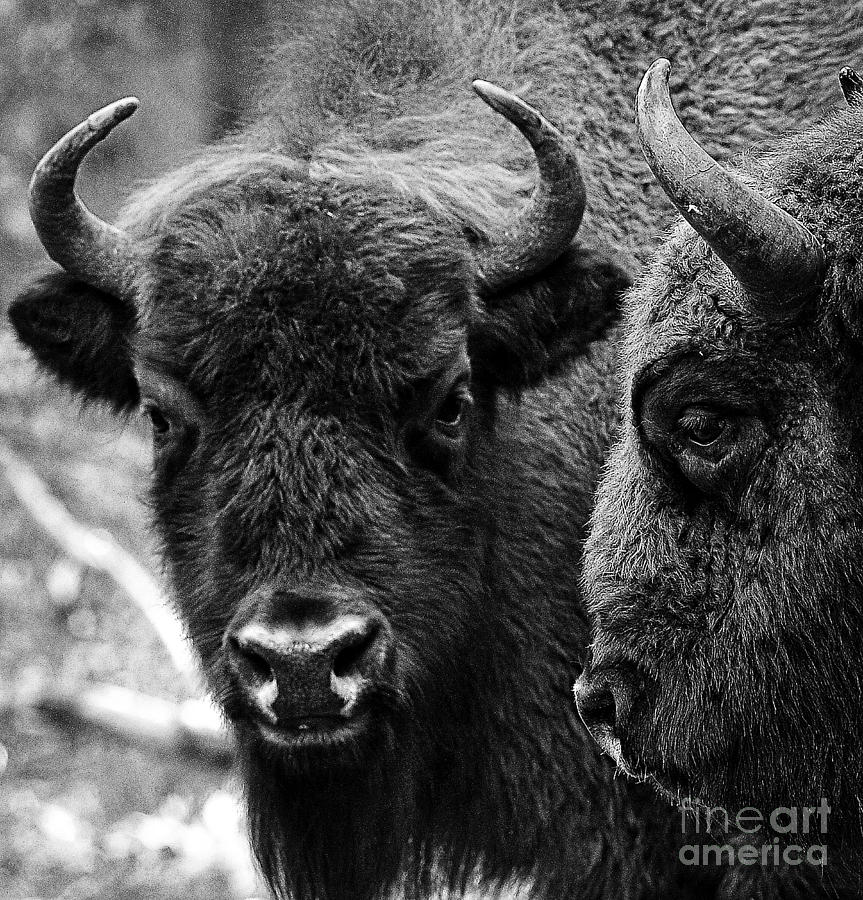 Beautiful Bison Black And White 2 Photograph by Boon Mee