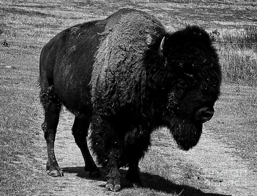 Beautiful Bison Black And White 3 Photograph by Boon Mee