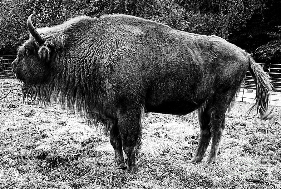 Beautiful Bison Black And White 4 Photograph by Boon Mee