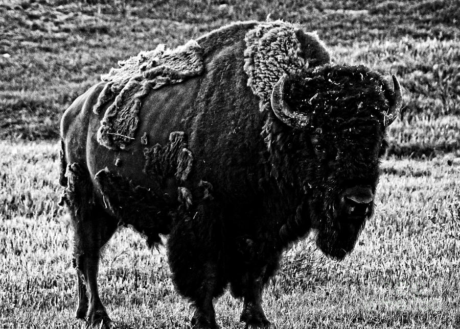 Beautiful Bison Black And White 5 Photograph by Boon Mee
