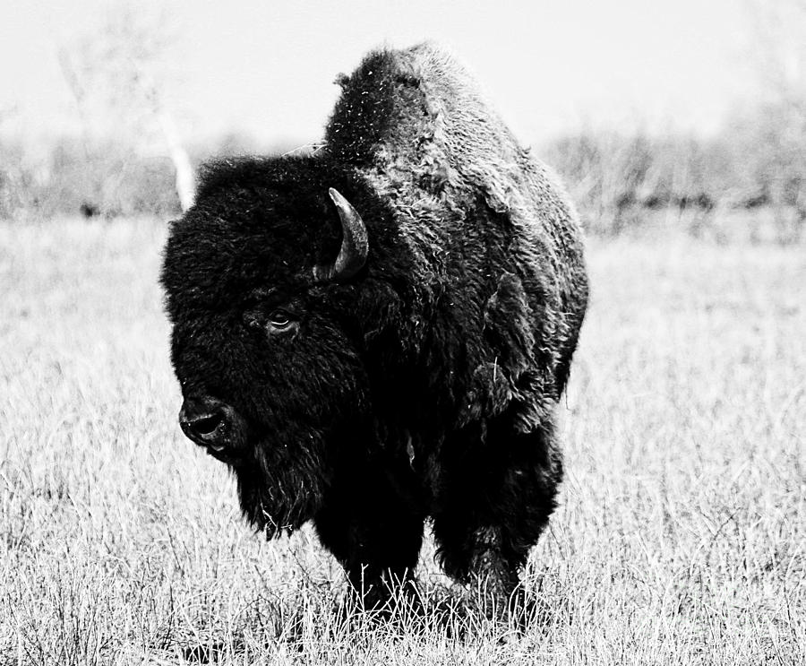 Beautiful Bison Black And White 6 Photograph by Boon Mee