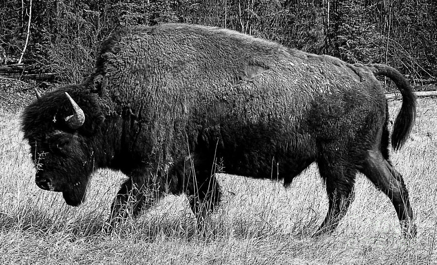 Beautiful Bison Black And White 7 Photograph by Boon Mee
