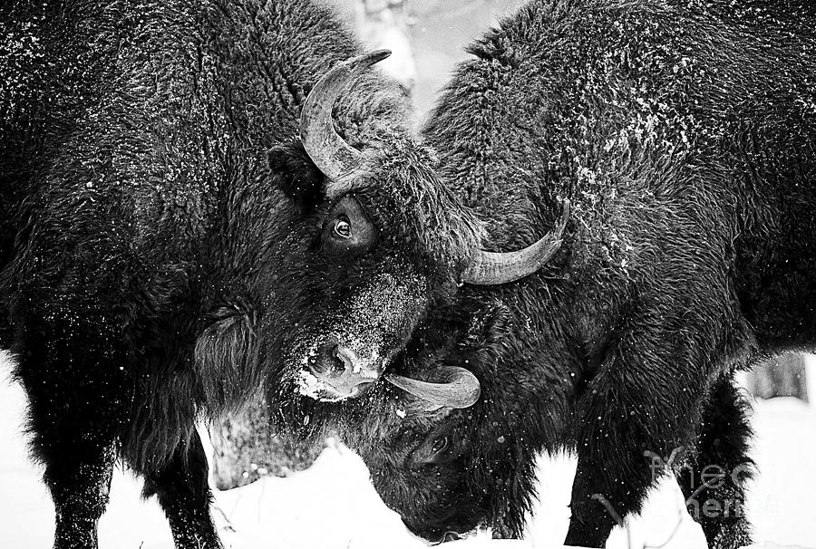 Bison Photograph - Beautiful Bison Black And White 8 by Boon Mee