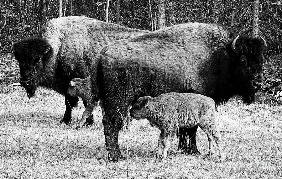 Bison Photograph - Beautiful Bison Black And White 9 by Boon Mee