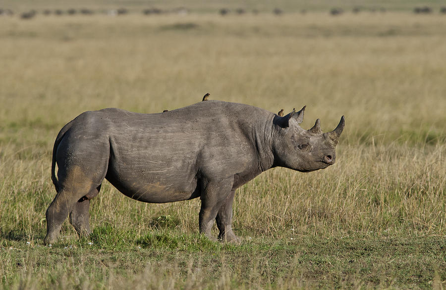 Beautiful Black Rhino Photograph by Sandy Schepis - Fine Art America