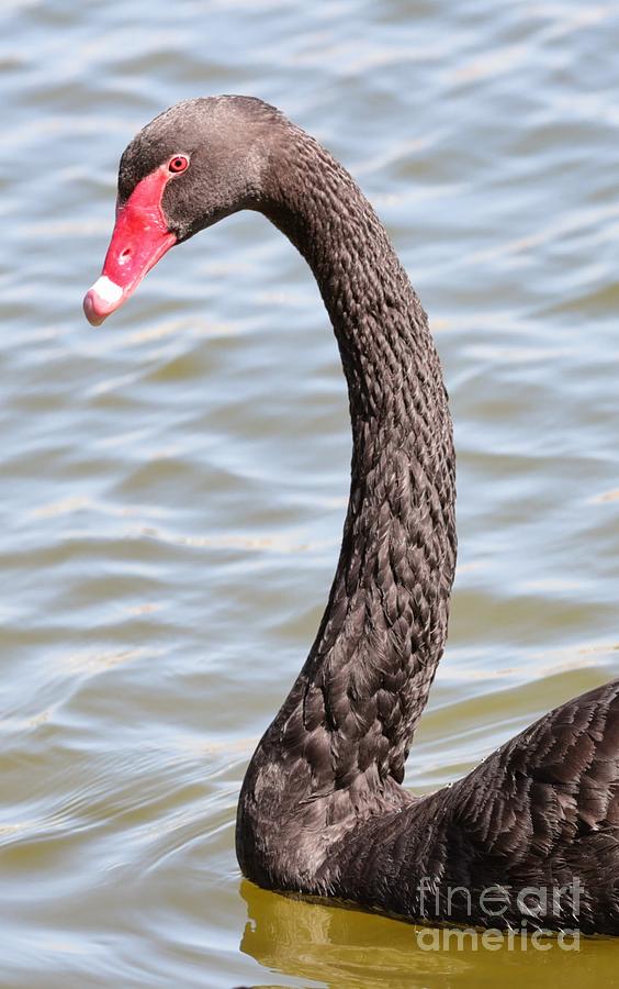 Beautiful Black Swan Photograph by Carol Groenen