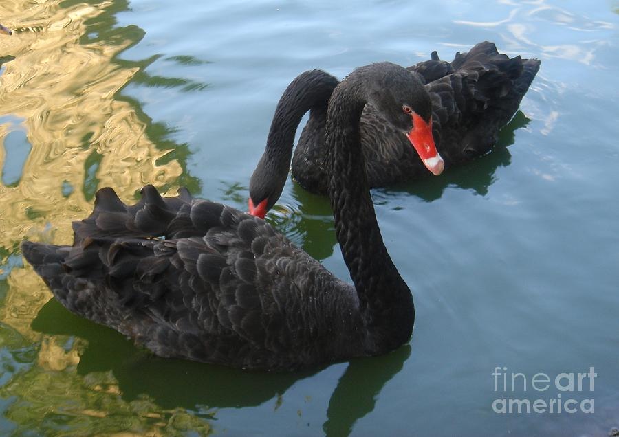 Beautiful Black Swans Photograph by Carla Carson